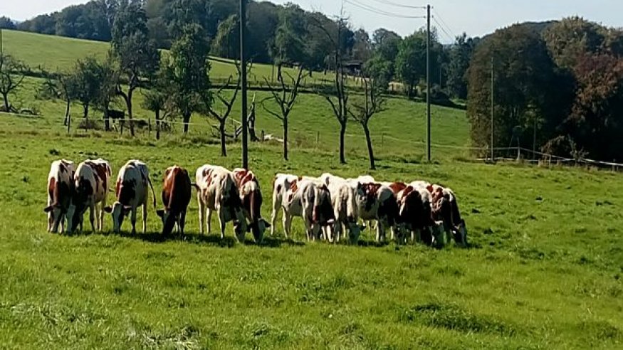 Wanderung auf dem Waldmythenweg bei Waldbröl