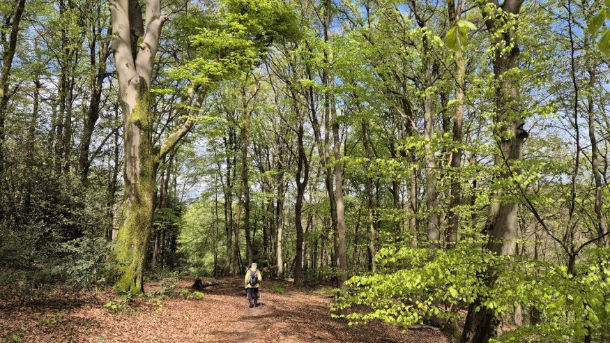 Stadt-Waldwanderung zum Gierather Wald