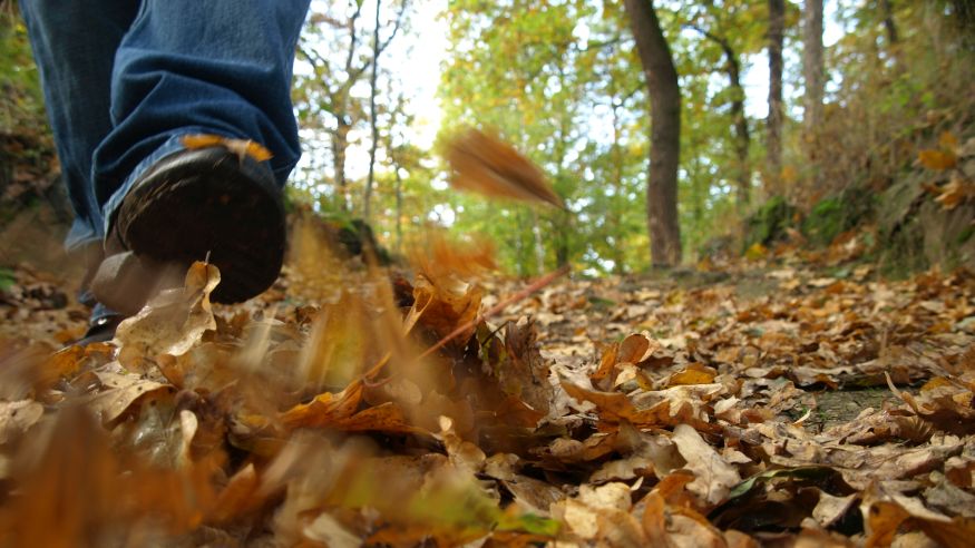 Herbstliche Rundwanderung im Rheinbacher Wald