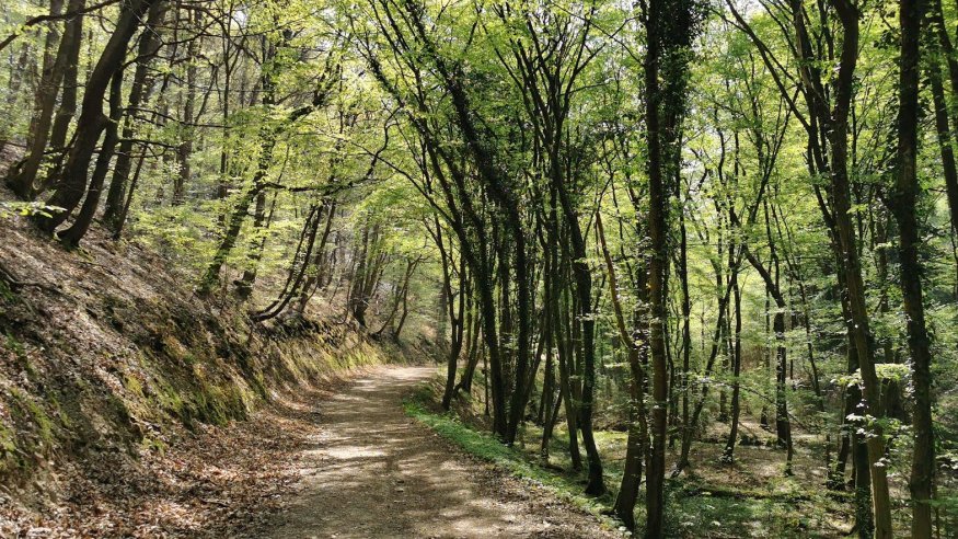 Stadt-Waldwanderung in Bergisch Gladbach mit Weihnachtsmarktbummel