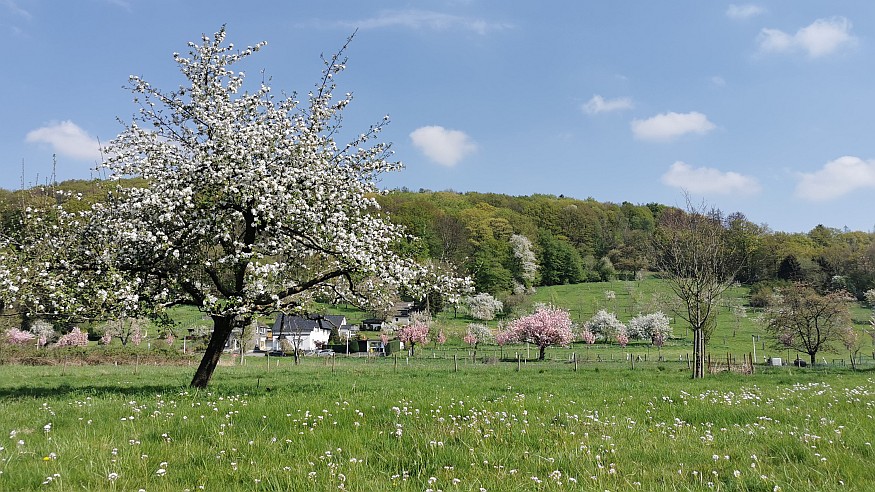 Wanderung auf dem Obstweg von Leichlingen