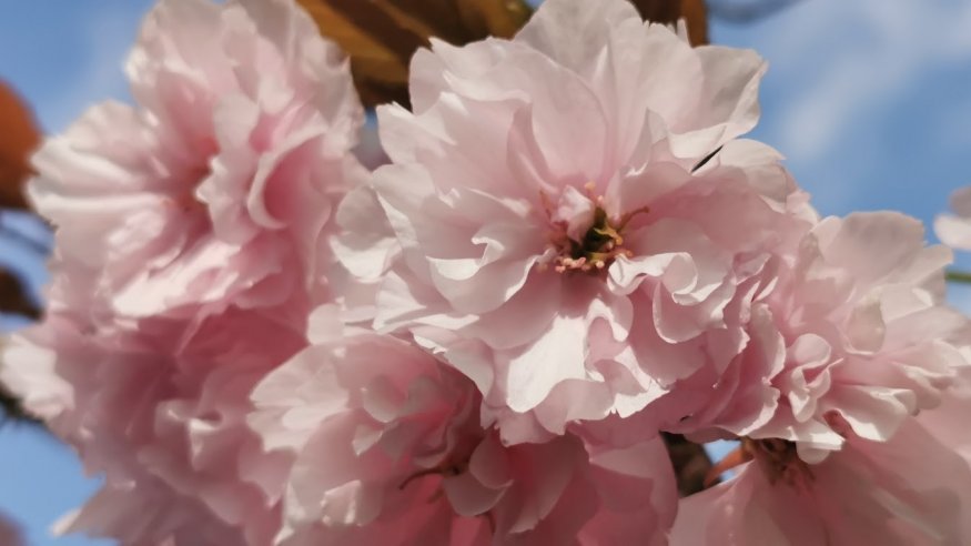 Stadtwanderung vom Fort X zur Flora