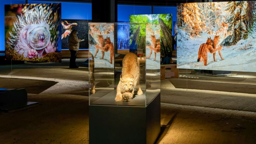 "Mythos Wald" – Ausstellungsbesuch im Gasometer Oberhausen"