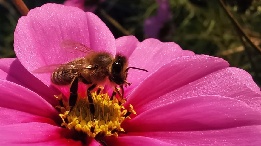 Hautnah am Summen: Die Wunderwelt der Bienen