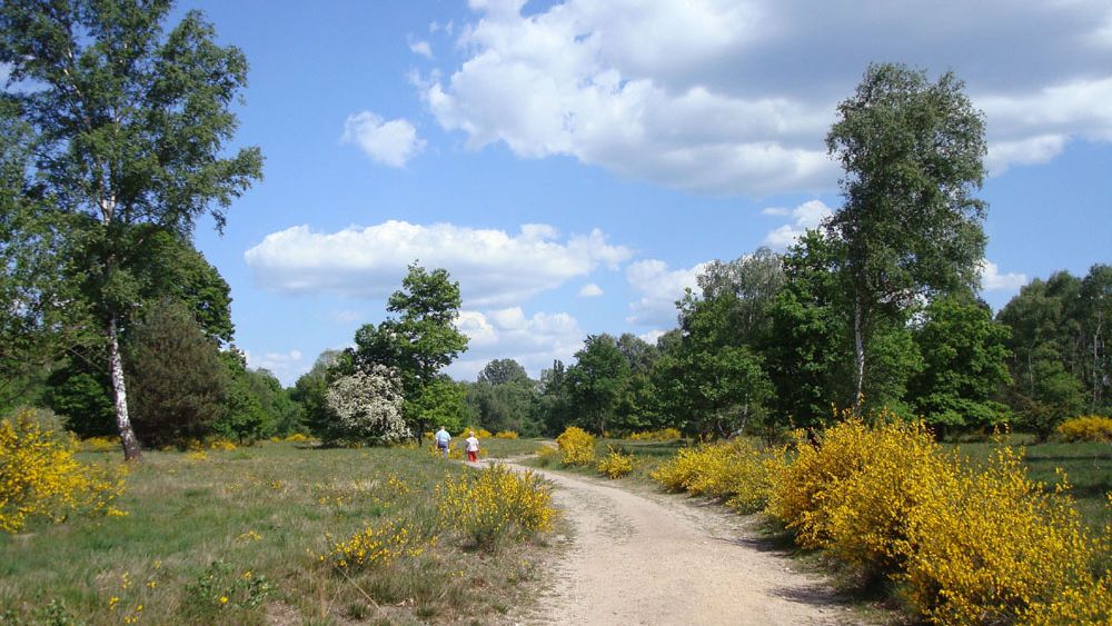 Ginsterblütenwanderung in der Wahner Heide