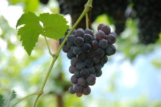 Wanderung auf dem Rotweinwanderweg