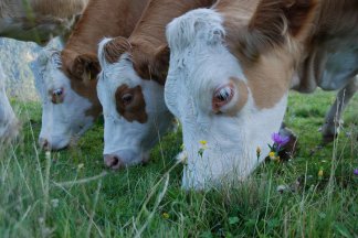 Wanderung auf dem Bauernhofweg