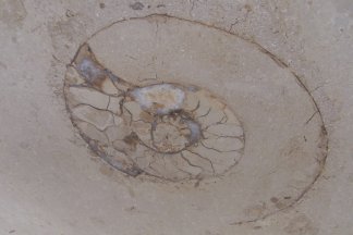 Stadtführung: Wenn Steine reden könnten...