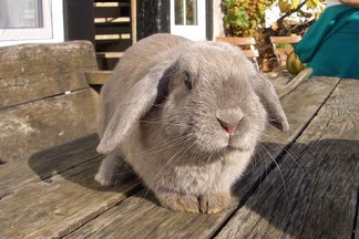 Ostereiersuchwanderung