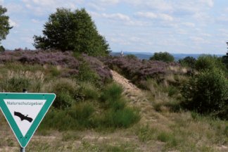 Wanderung zur Heideblüte in die Wahner Heide