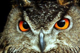 Wanderung zur Greifvogelschutzstation