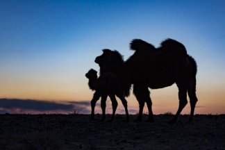 grenzgang-Live-Reportage: Meine Mongolei - die Regisseurin der "Geschichte vom weinenden Kamel"