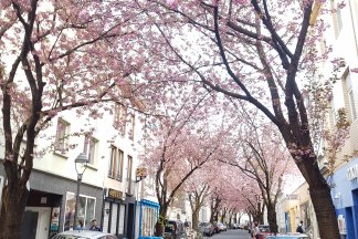 ABGESAGT: Stadtspaziergang Bonn zur Kirschblütenzeit